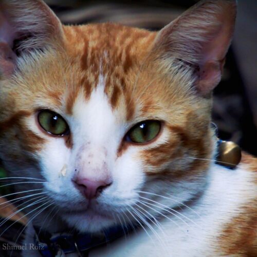 cat-pets Placeholder: a ginger cat (public domain)