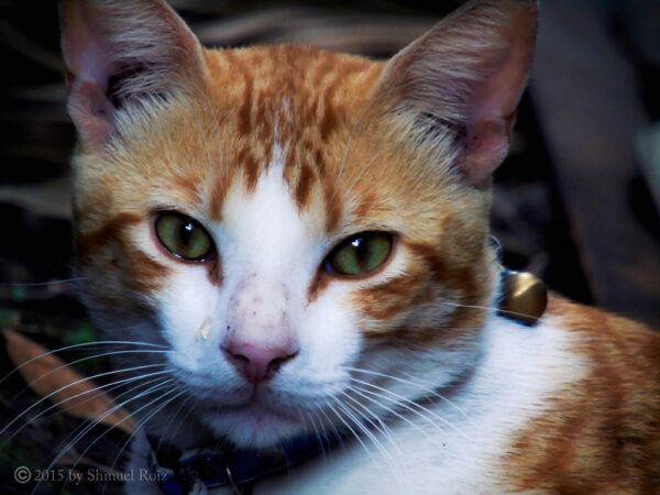 cat-pets Placeholder: a ginger cat (public domain)